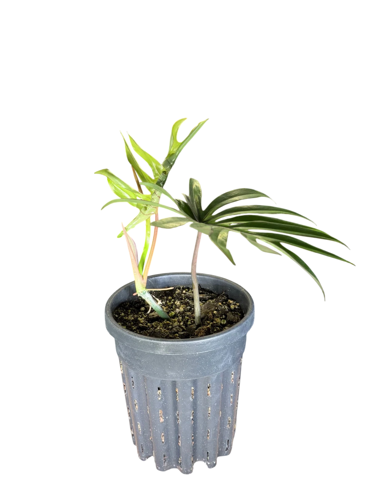 Philodendron mayoii 2