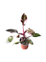 IMG_5913.png