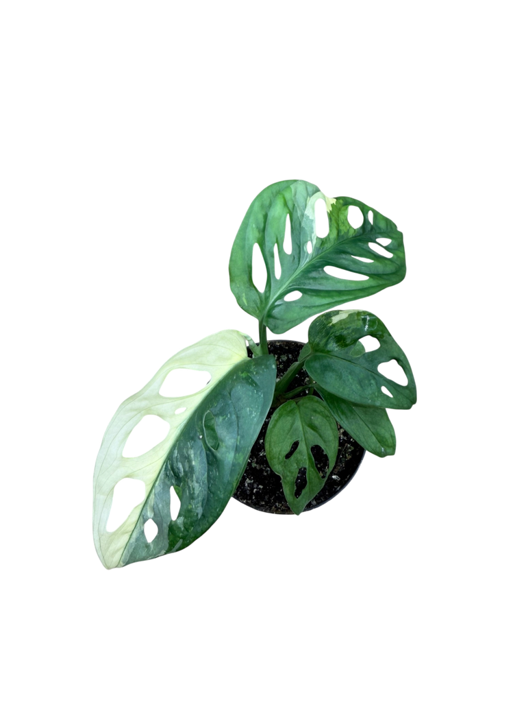 Variegata - 2