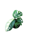 Variegata - 2