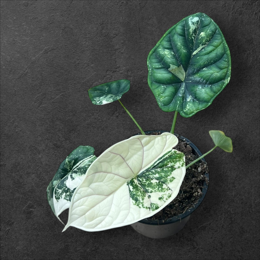 Alocasia Dragon Scale Variegata 