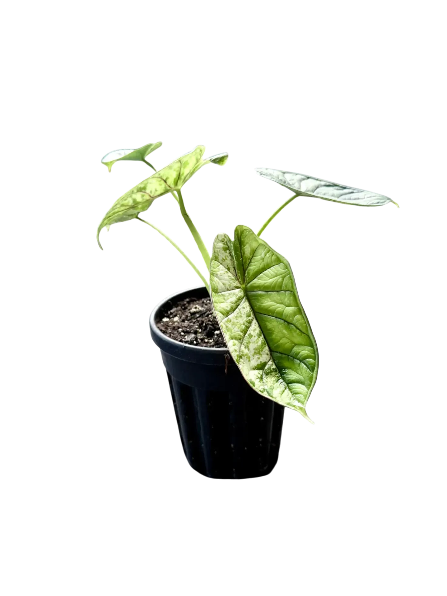 Alocasia baginda 'Dragon Scale Mint' — Pot Ø 14 cm