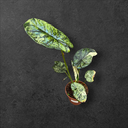 Alocasia Dragon Scale Mint