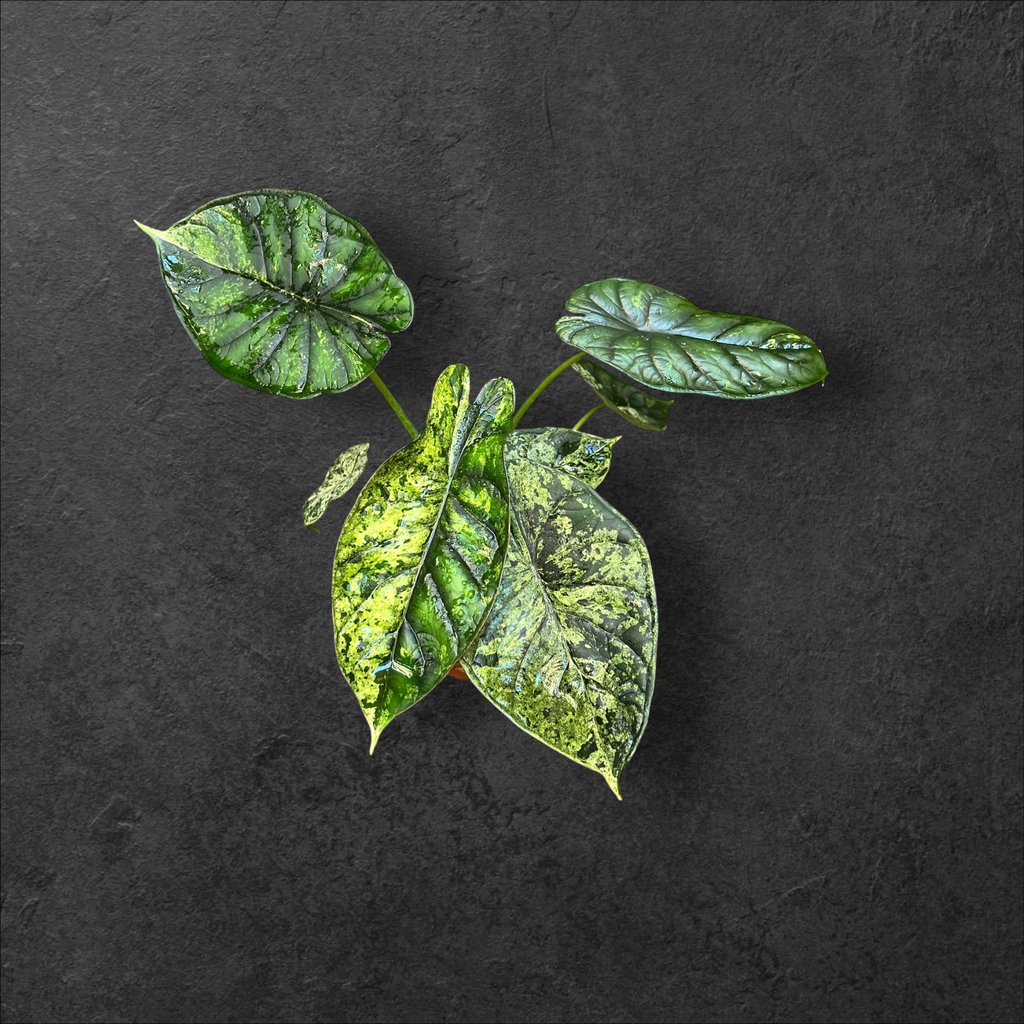 Alocasia Dragon Scale « Mint » 