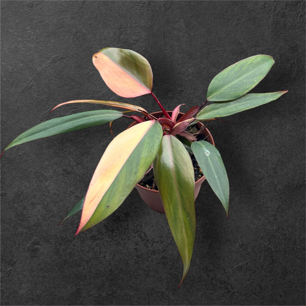 Philodendron « Strawberry Shake »