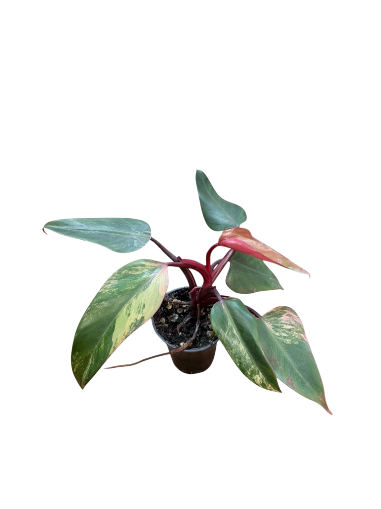 Philodendron « Strawberry Shake »