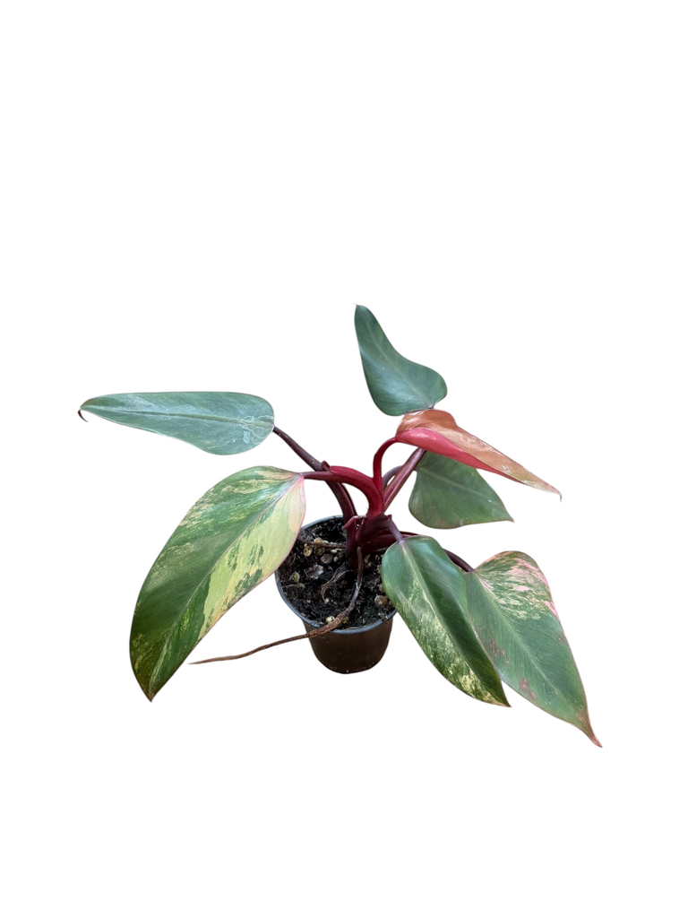 Philodendron « Strawberry Shake »