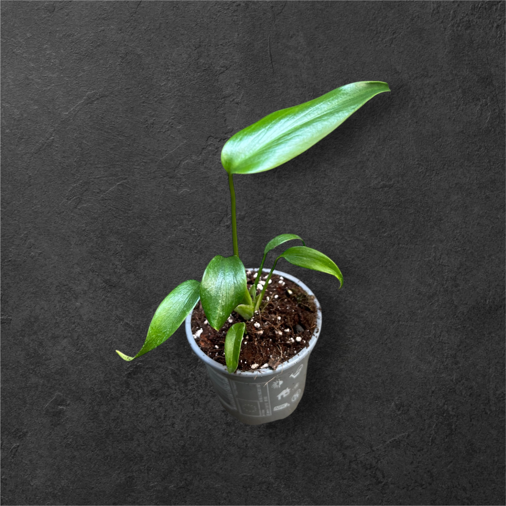 Monstera « Burle Marx Flame »