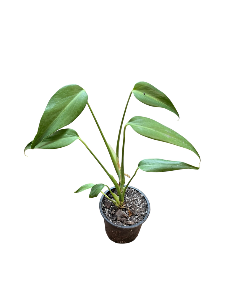 Monstera « Burle Marx Flame »