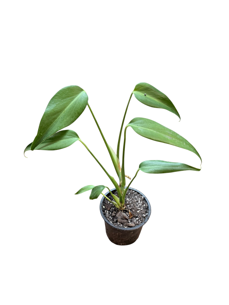 Monstera « Burle Marx Flame »