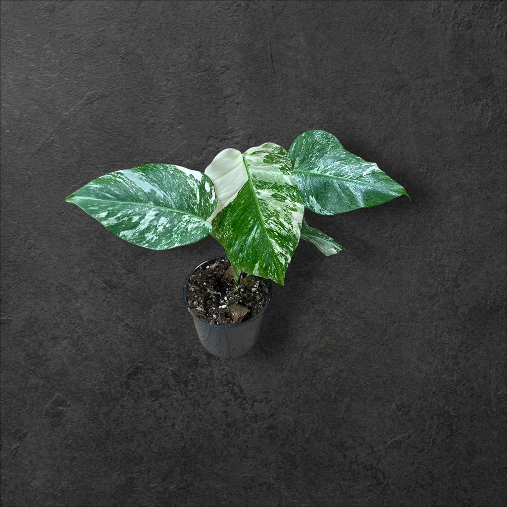 Monstera Borsigiana Variegata 