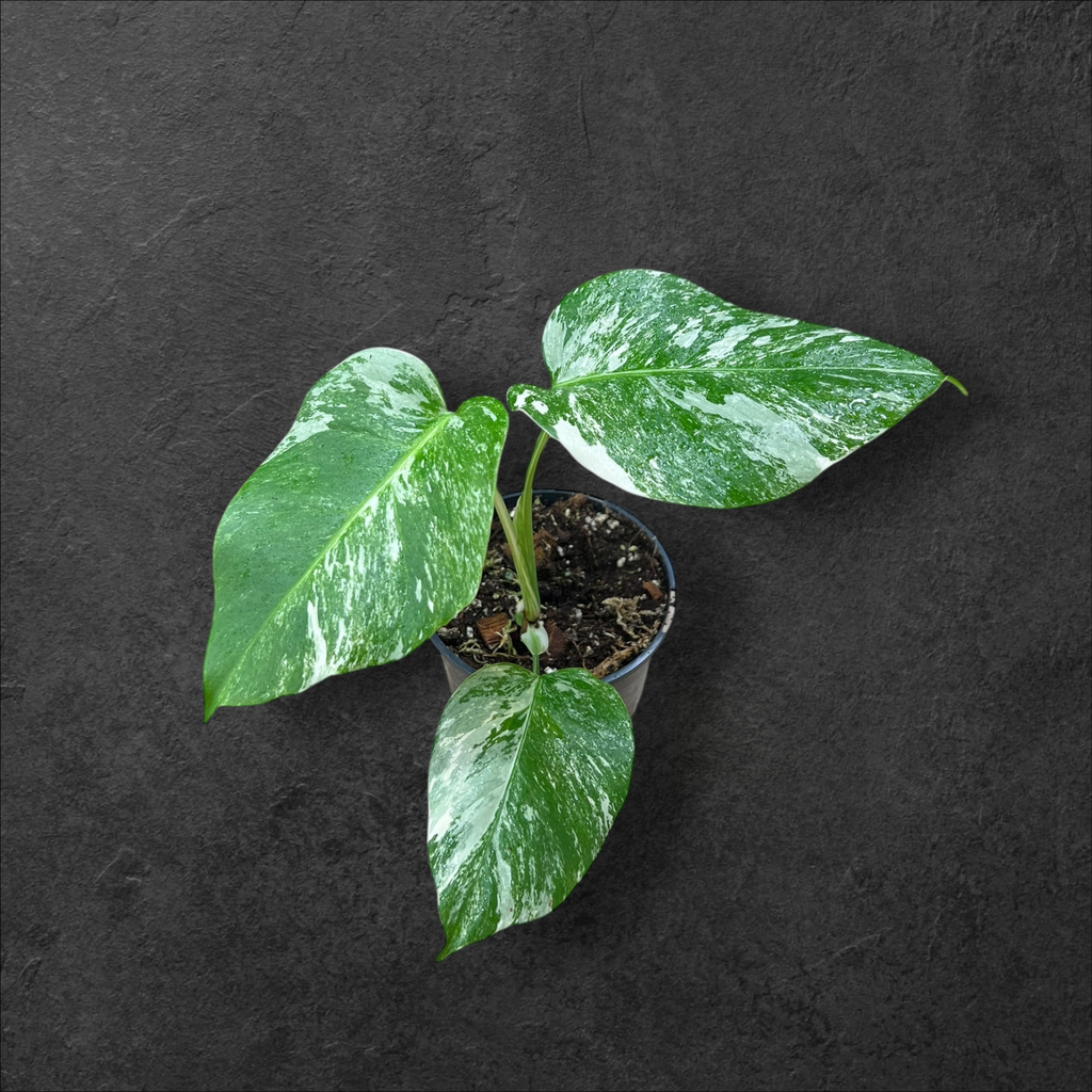 Monstera Borsigiana Variegata 