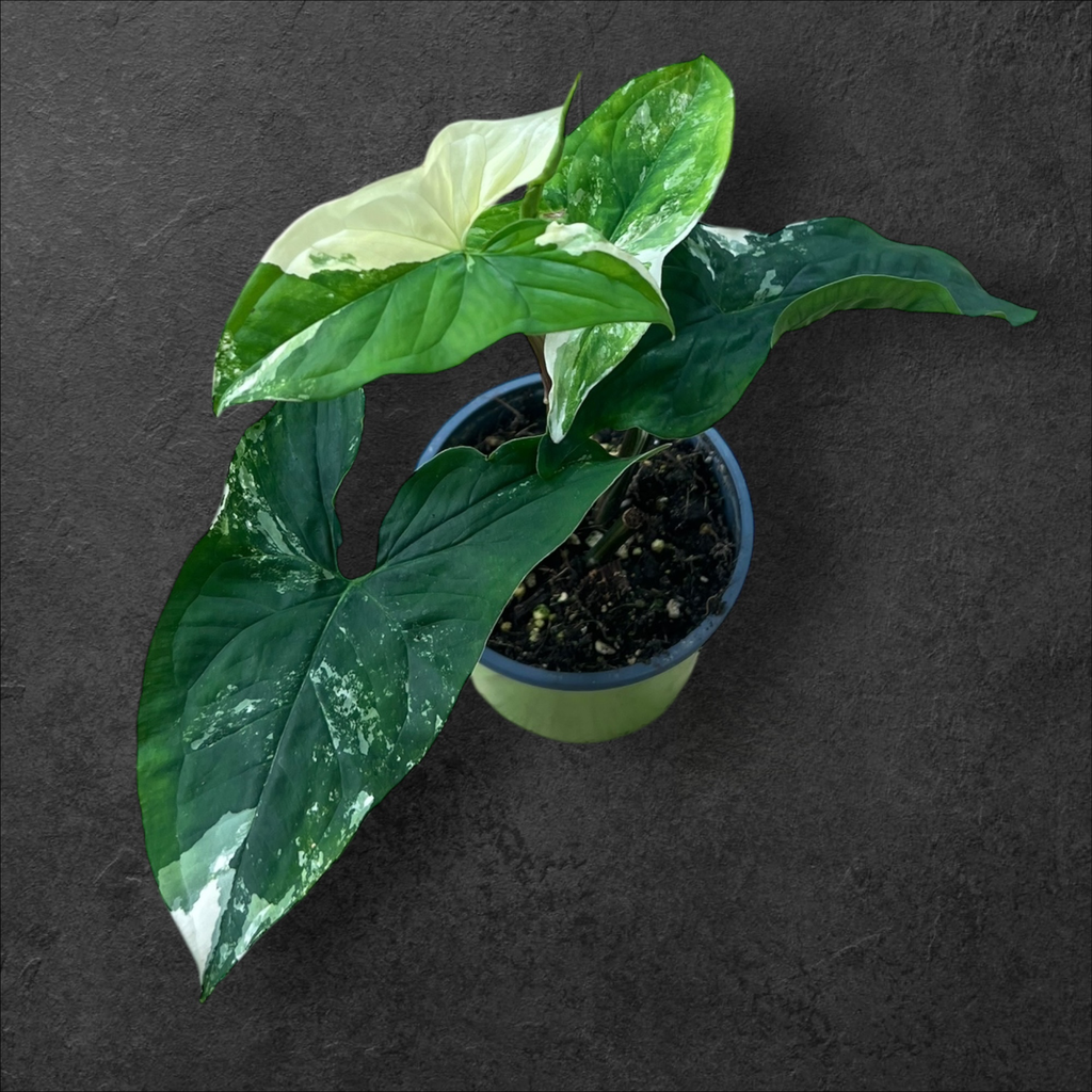 Syngonium Albo Variegata