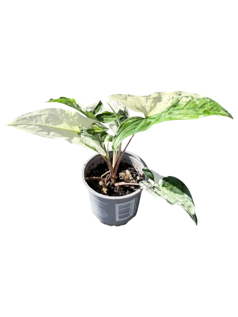 Syngonium podophyllum 'Albo Variegata' — Pot Ø 9 cm