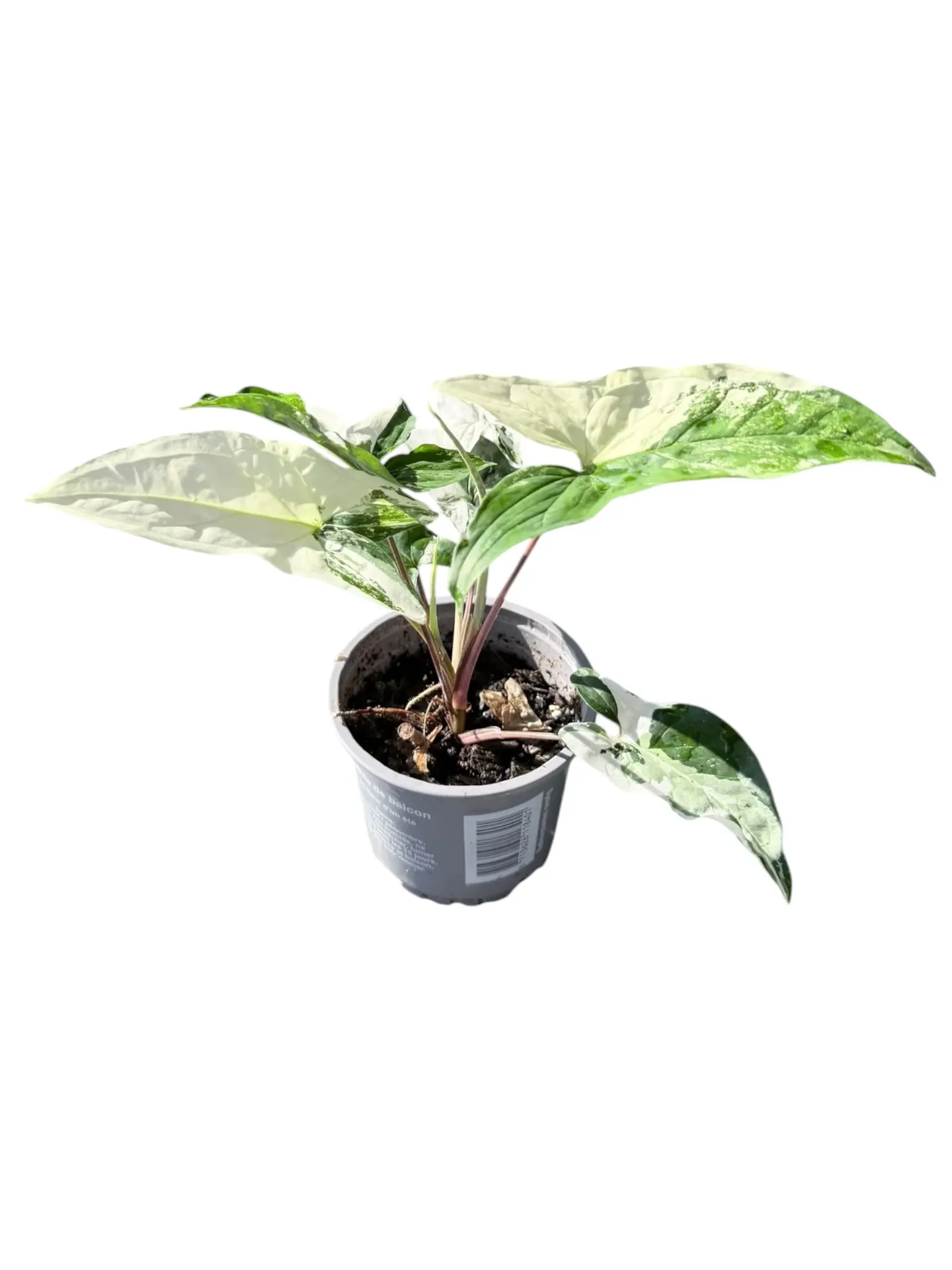 Syngonium podophyllum 'Albo Variegata' — Pot Ø 9 cm