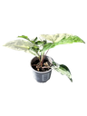 Syngonium podophyllum 'Albo Variegata' — Pot Ø 9 cm