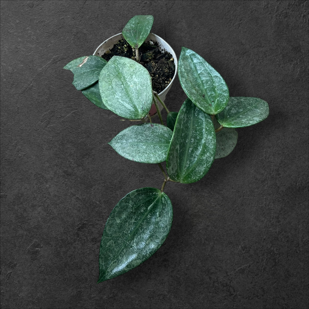 Hoya Latifolia « Silver »