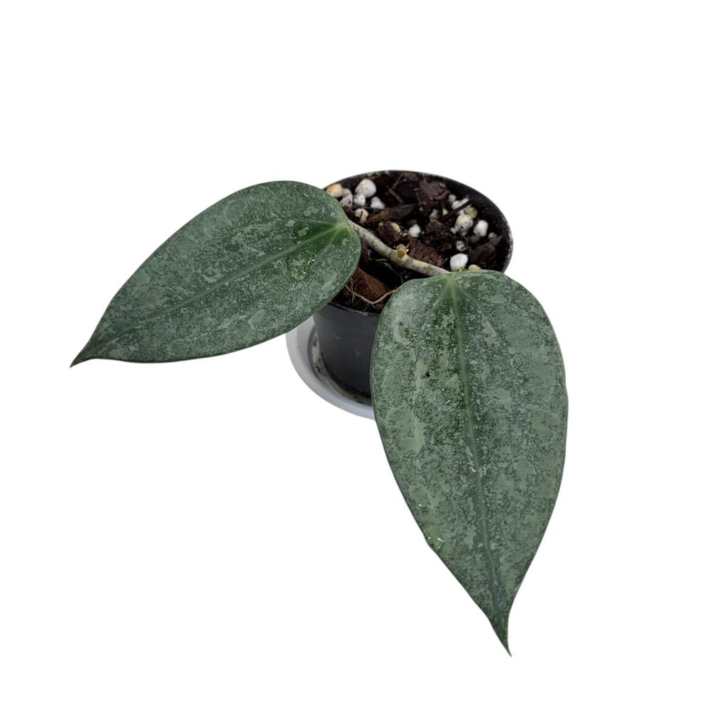 Hoya Latifolia « Silver »