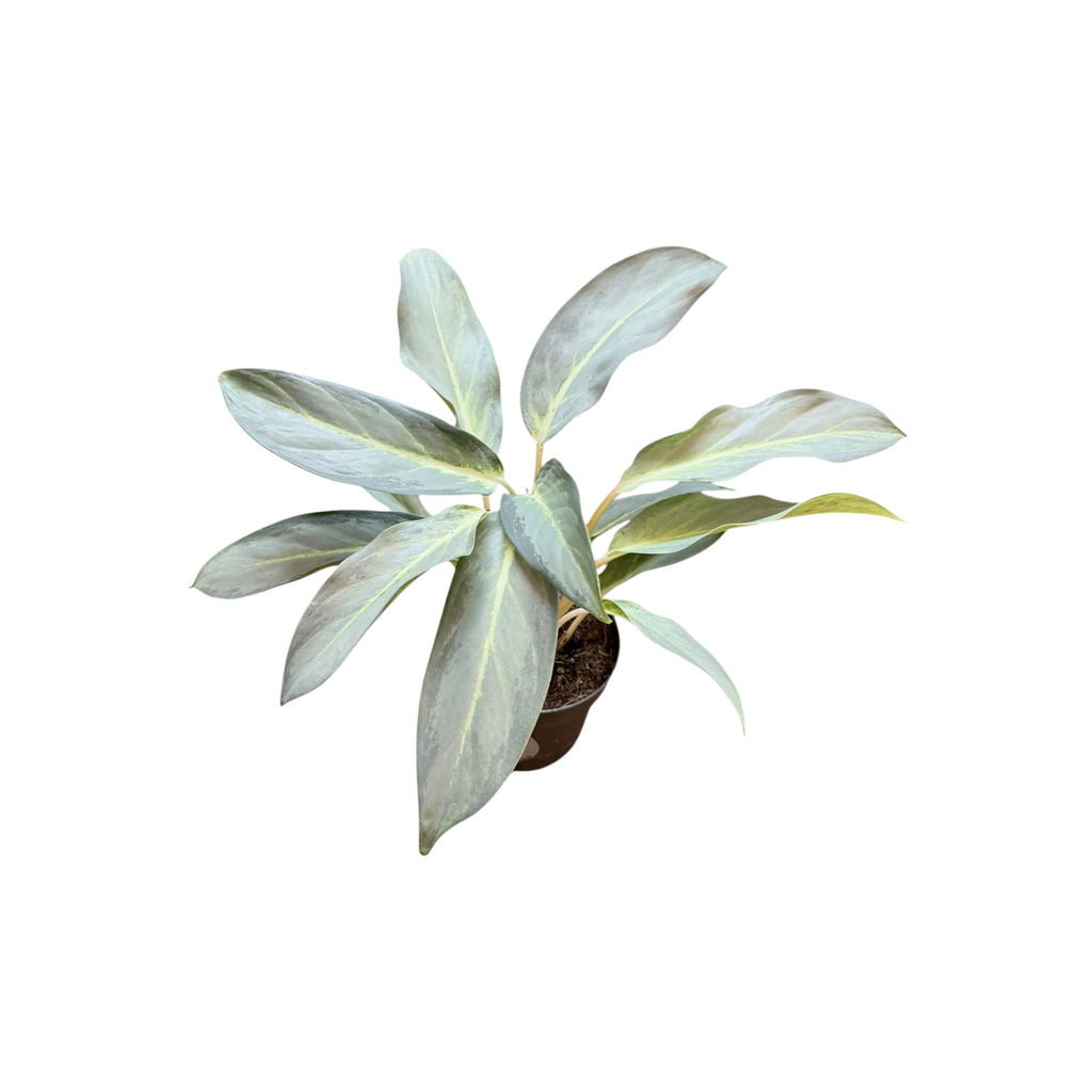 Aglaonema "Aqua Green"