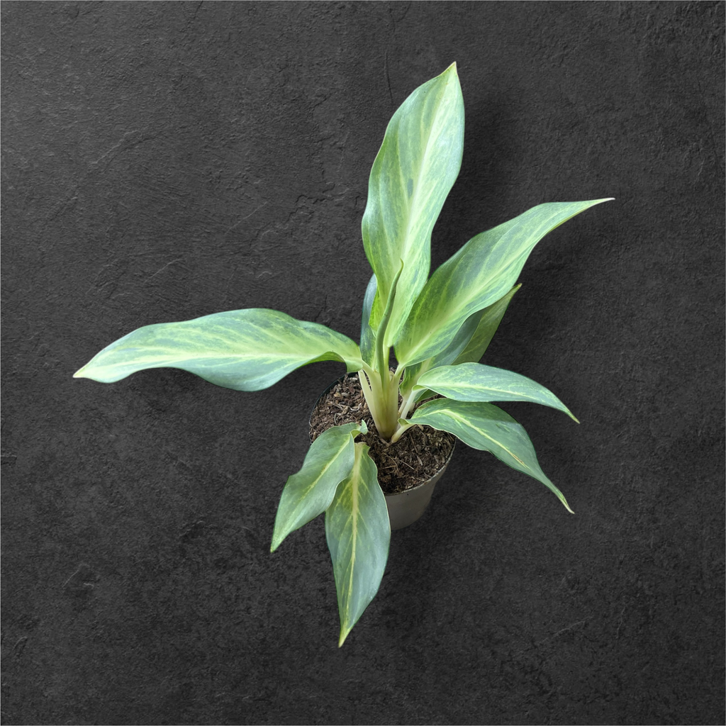 Aglaonema "Aqua Green"