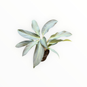 Aglaonema "Aqua Green"