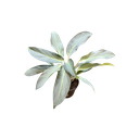 Aglaonema "Aqua Green"