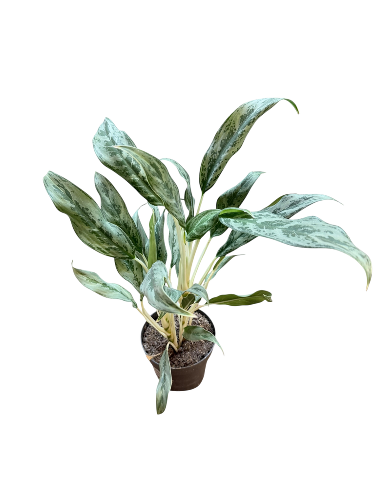 Aglaonema « Silver Queen »