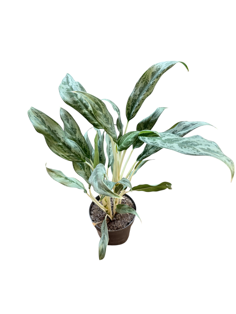 Aglaonema « Silver Queen »
