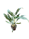 Aglaonema « Silver Queen »