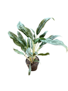 Aglaonema « Silver Queen »