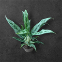 Aglaonema « Silver Queen »