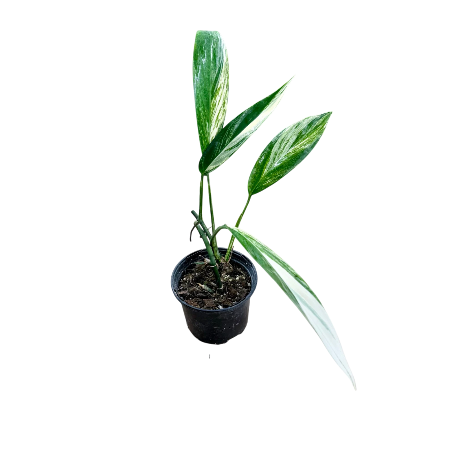 Epipremnum amplissimum aureum variegata — Pot Ø 12 cm