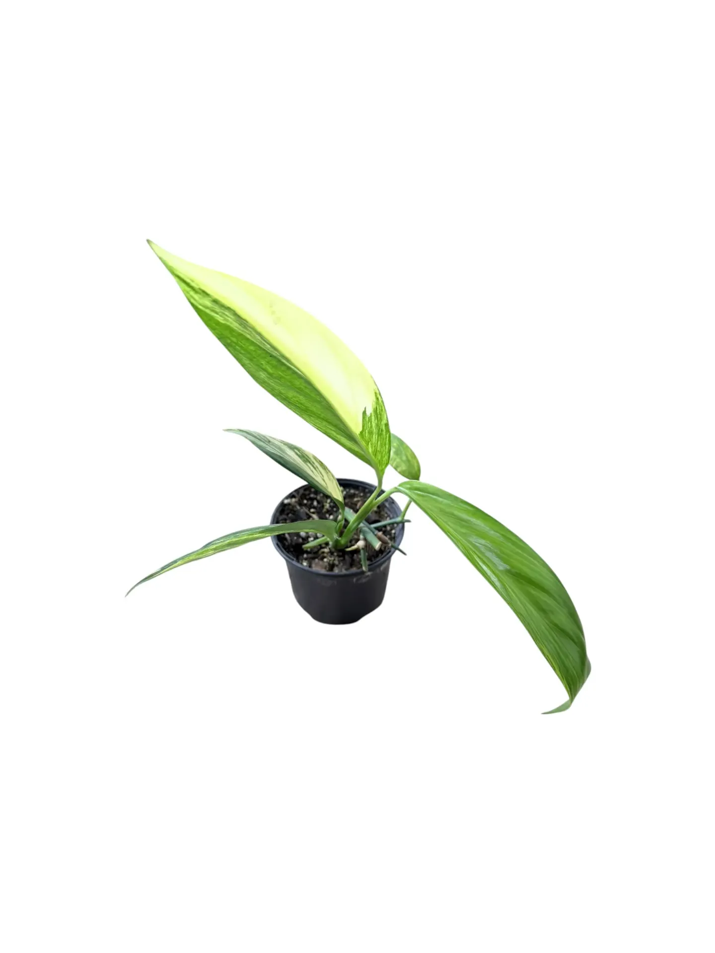 Epipremnum amplissimum aureum variegata — Pot Ø 12 cm