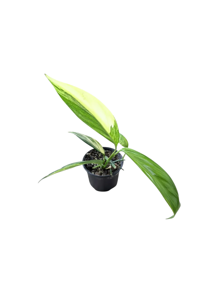 Epipremnum amplissimum aureum variegata — Pot Ø 12 cm