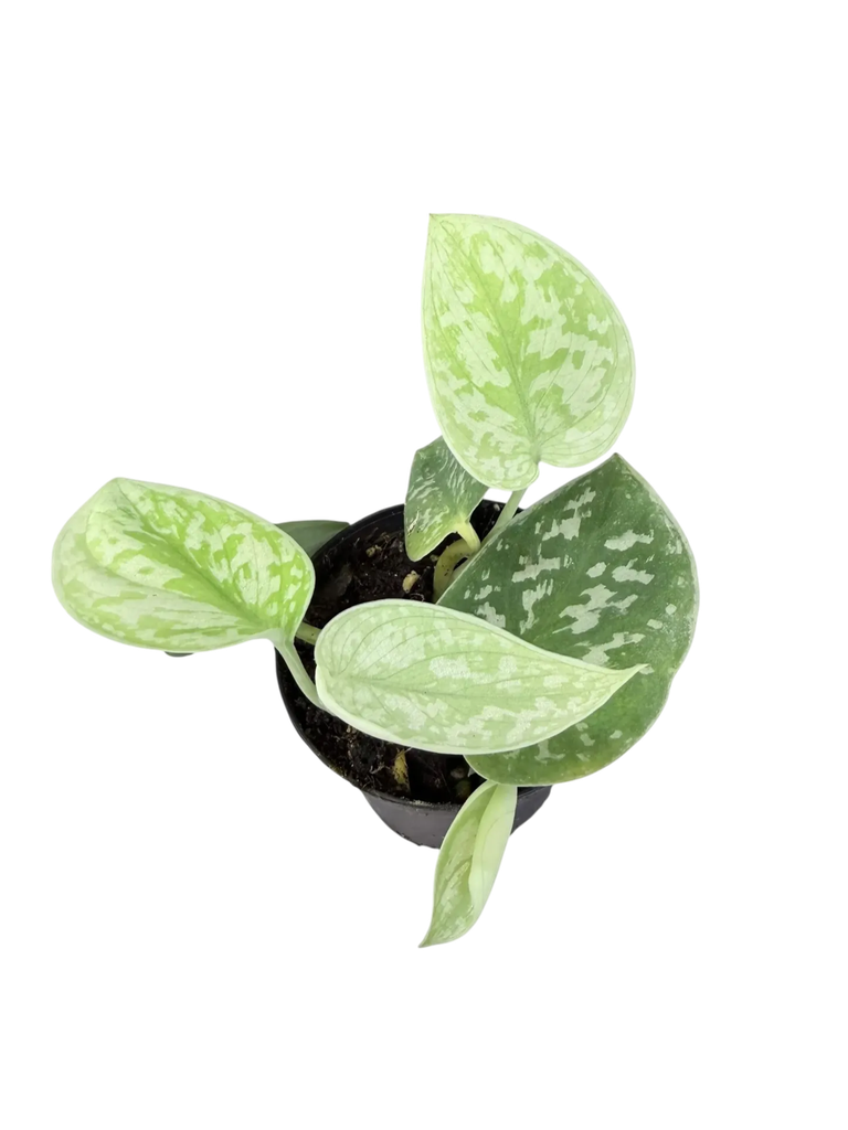 Scindapsus Pictus Argyreus 