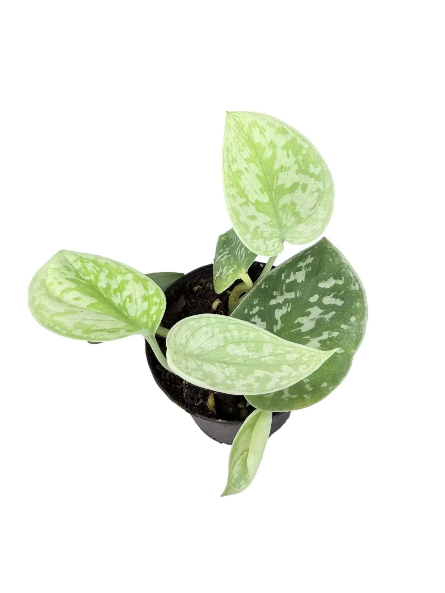 Scindapsus Pictus Argyreus 