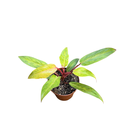 Philodendron « Painted Lady »