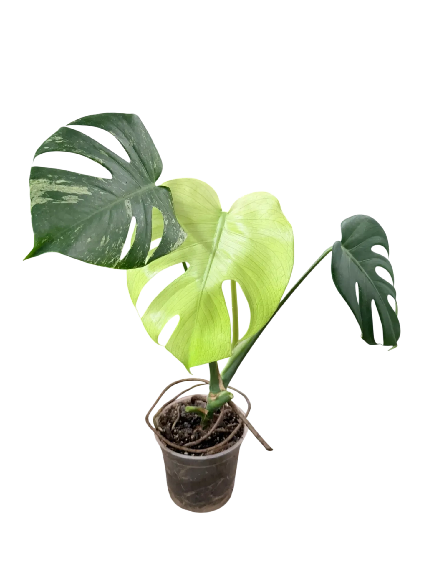 Monstera deliciosa 'Mint' — Pot Ø 12 cm