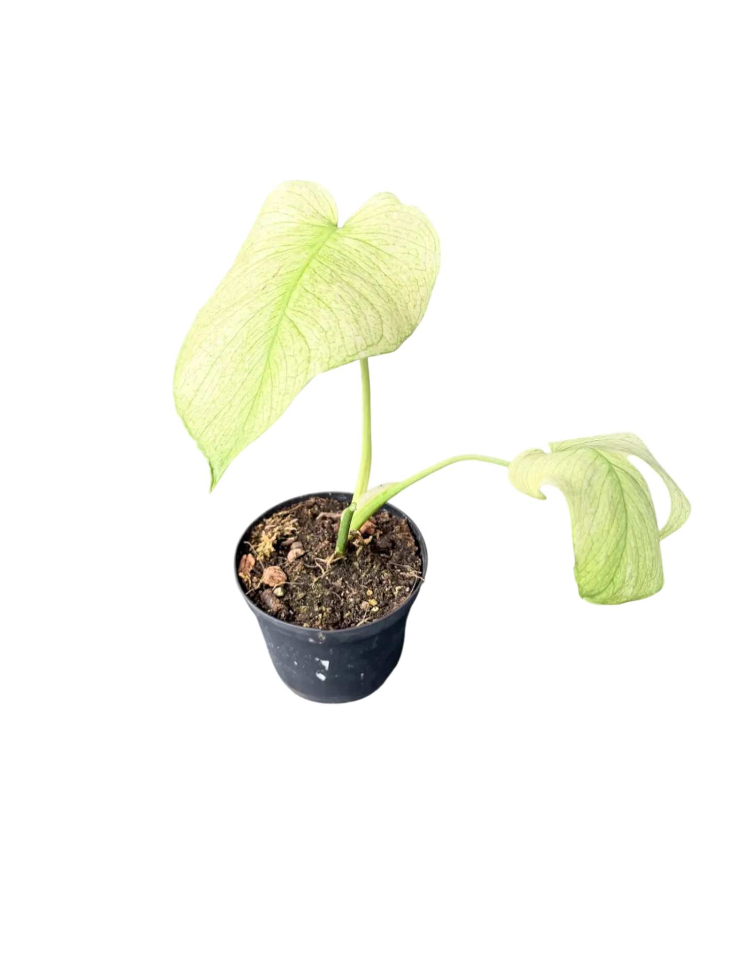 Monstera deliciosa 'Mint' — Pot Ø 14 cm
