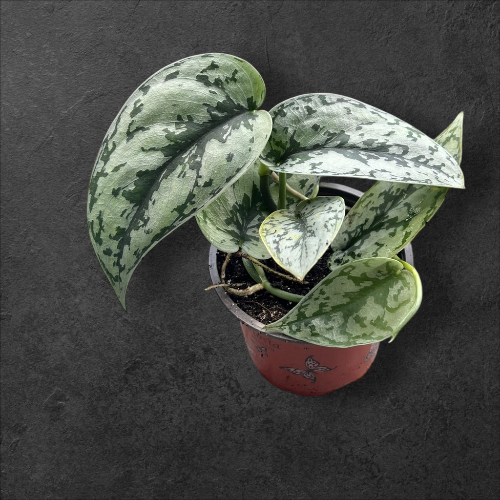 Scindapsus « Silver Lady »