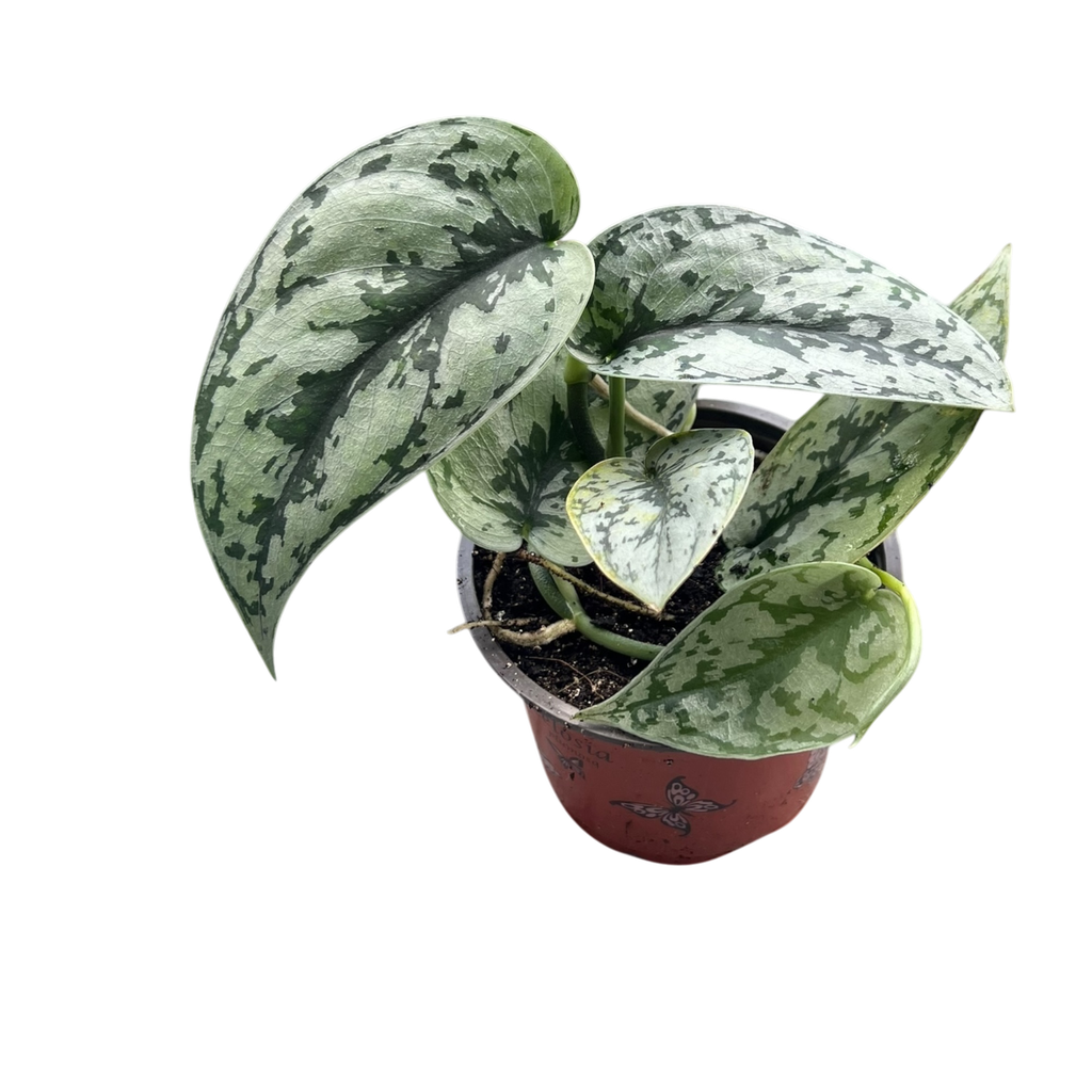 Scindapsus « Silver Lady »