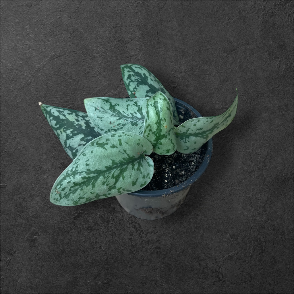 Scindapsus « Silver Lady »