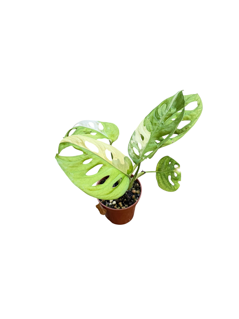 Monstera Adansonii "Aurea Variegata"