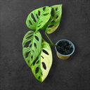 Monstera Adansonii "Aurea Variegata"