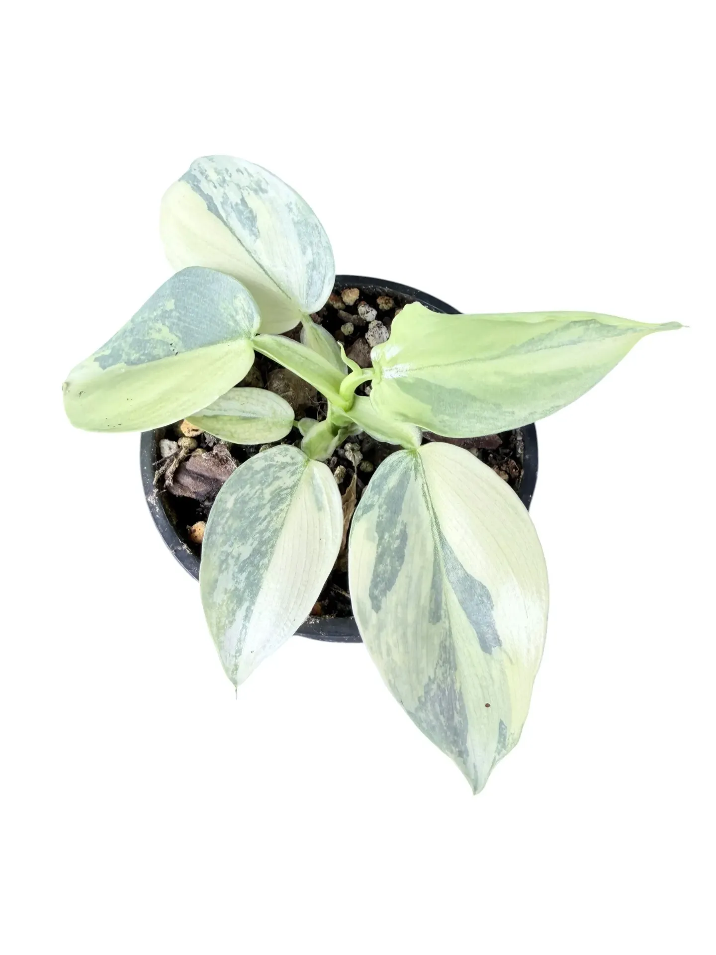 Philodendron hastatum 'Silver Sword' variegata — Pot Ø 10 cm (Hight Variegated)