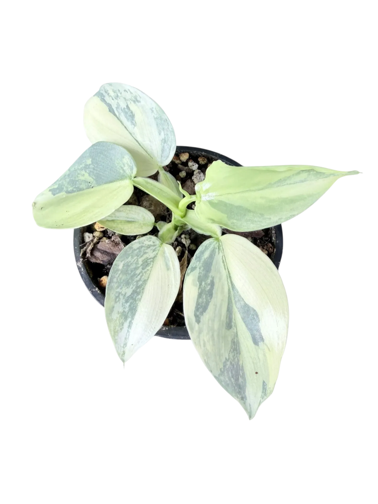 Philodendron hastatum 'Silver Sword' variegata — Pot Ø 10 cm (Hight Variegated)