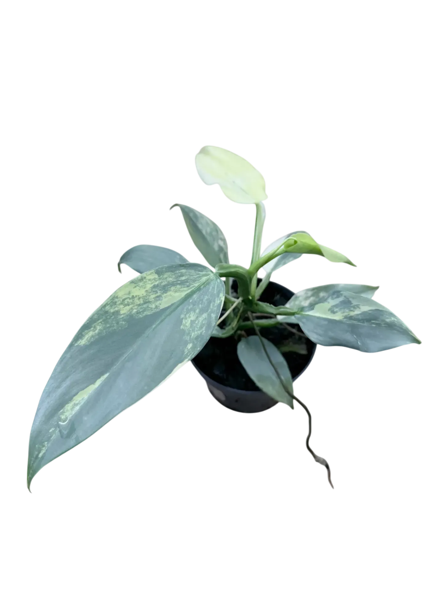 Philodendron hastatum 'Silver Sword' variegata — Pot Ø 10 cm