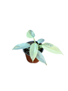Philodendron Silver Sword Variegata 