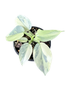 Philodendron hastatum 'Silver Sword' variegata — Pot Ø 10 cm (Hight Variegated)