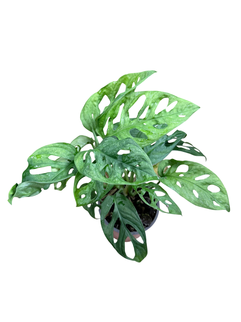 Monstera adansonii 'Mint' — Pot Ø 12 cm